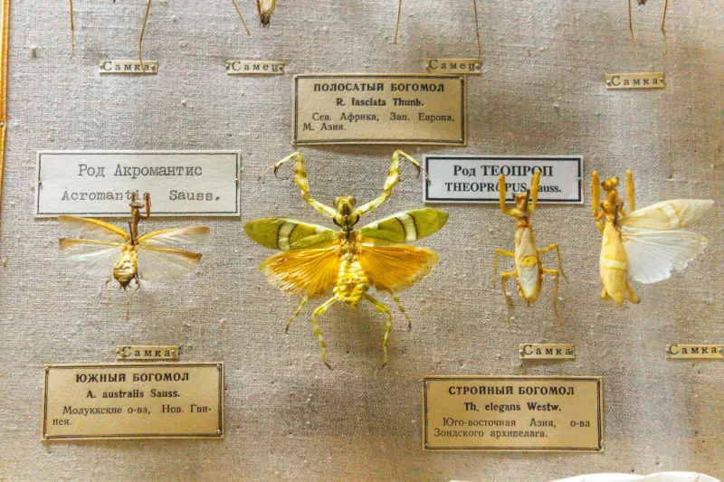 The Grid Imposed on Life: Linnaean Classification and the Epistemological Costs of Biological Order