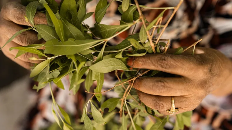 Unweighable Remedies: The Philosophical Architecture That Made Indigenous Medicine Invisible to American Science